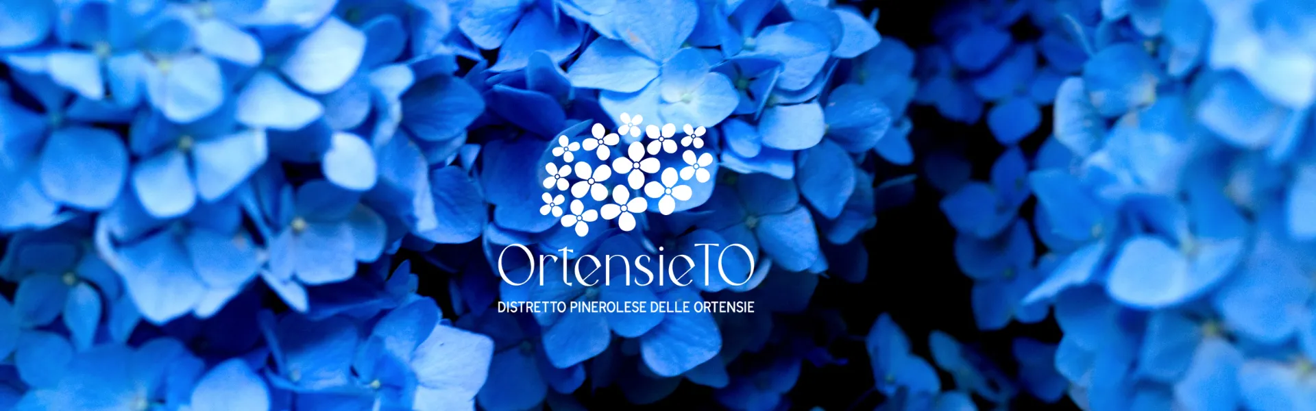 Ortensieto